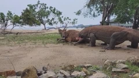 Komodo dragon attacks a deer