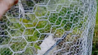 Plant cages to protect against ground squirrels