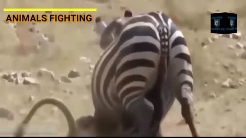 FIGHTER ANIMAL VIDEO GREATEST ANIMAL FIGHT MOST FIGHTER ANIMALS IN THE WORLD ANIMAL PLANET PK
