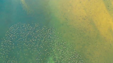 Stingray Migration