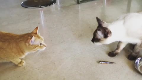 Two cats complete with each other for food