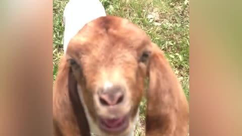 Baby Goat Says "What What"