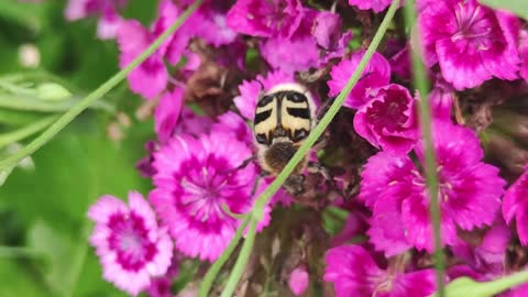 Nature forest insect in amazon