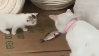 Cat caught fish