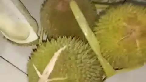 DURIAN FRUITE