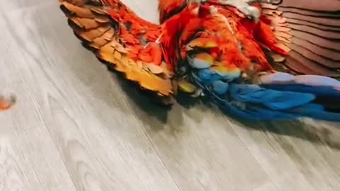 The parrot rolled over on its back and cannot get up