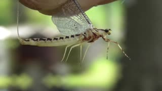 91 Toussaint Wildlife - Oak Harbor Ohio - Mayfly In Your Eye