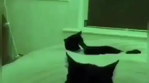 cat is having fun with dancing bed