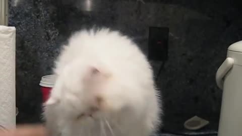 Cute persian kitty hand fed~ fat cat~ white kitty