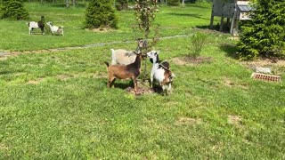 Jogging with Goats! 05.2020