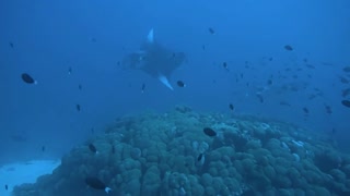 Manta Rays in the Maldives Islands - photographed by Meni Meller