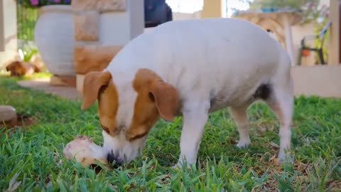 Cute Funny Dogs Training Dog Pates Animals Naughty Dog Training