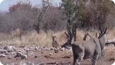 WILD ANIMALS HUNTING VIDEO