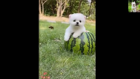 Funny dogs videos 2022