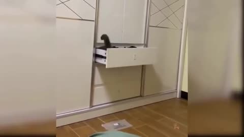 Cat entering the drawer.