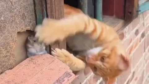 Real Life Tom And Jerry