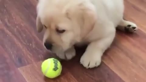 Dog and tennis ball