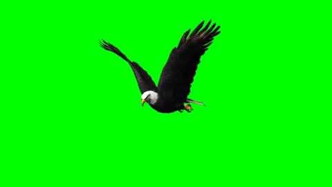 eagle flying green screen keying video