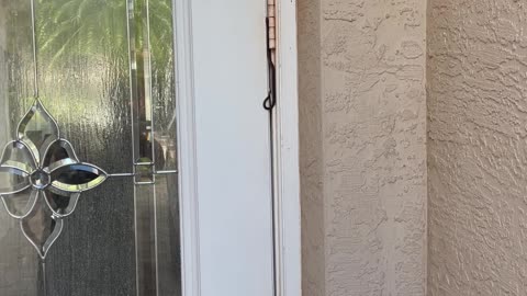 Snake Caught In Front Door