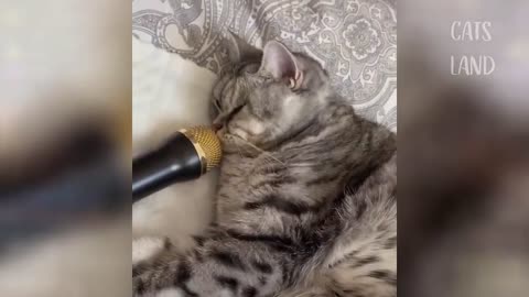 Haha, funny and cute cats doing what cats do