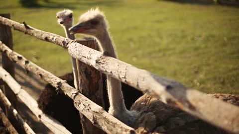 Cute ostrich standing near fence in zoo. Camel bird farm outdoors