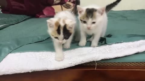 Cute Kittens - Funny and Cute Cat video