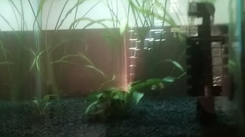 My planted nano tank