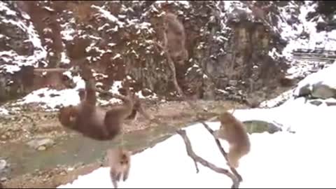 Swing for snow monkeys
