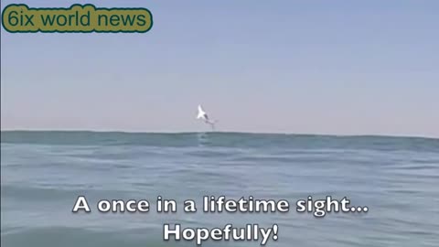 great white shark leaping out of the water