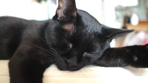 the black cat is sleeping