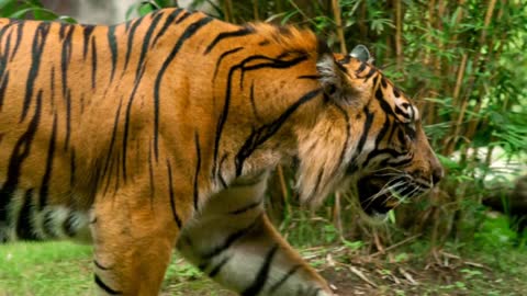 The sighting of the endangered Sumatran Tiger
