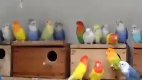 love birds farm