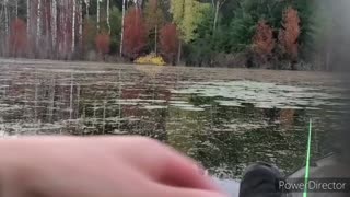 Catching Bass on frogs