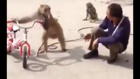 Funniest Monkey - cute and funny monkey videos -