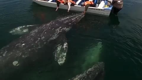 Sharing love with the gentle gray whales in Baja California. 🐋