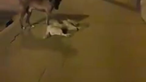 Desolado perrito callejero hace de todo por reanimar a su amigo sin vida en la acera