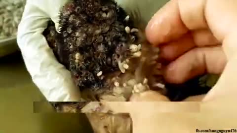 omg!!!Remove Mango worms and Make puppy happy