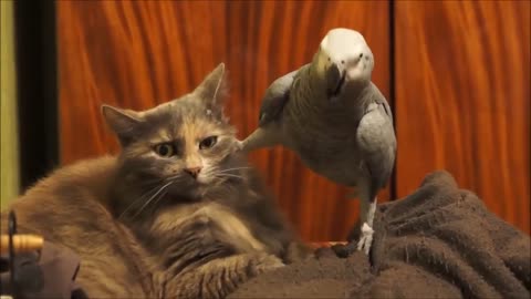 parrot annoys broke cat