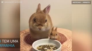 Coelhinho faz sua refeição ao lado de sua miniatura