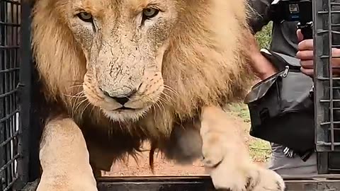 How to Transport LIONS #wildlife #cat #sanctuary