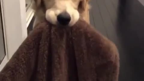 Dog and towel