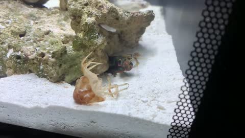 Crawfish Vs Giant Mantis Shrimp! EPIC BATTLE