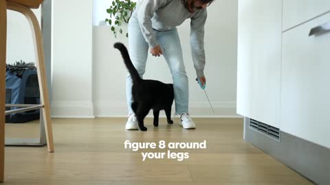 30 Tricks To Teach Your Cat and beautiful Cats