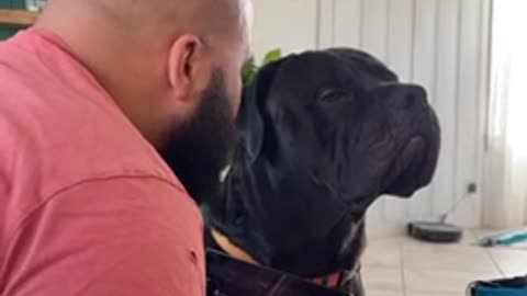 Stubborn Corso throws hilarious side-eye to owner