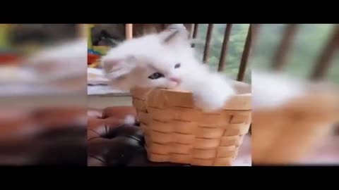 Funny Cats 4