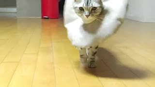 Cat Practices Runway Walk