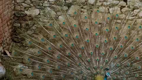 Peacock 🦚 dancing