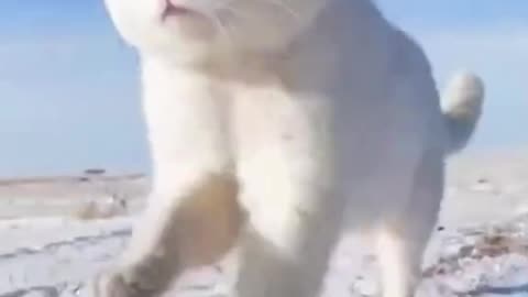 Cute cat