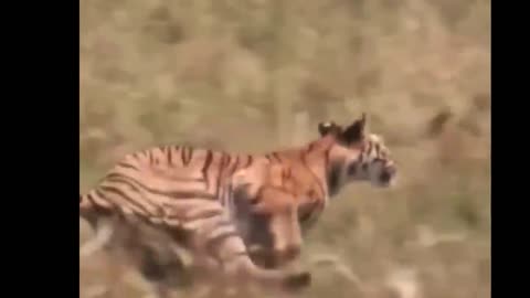 Tiger attacks on humans in India but why?