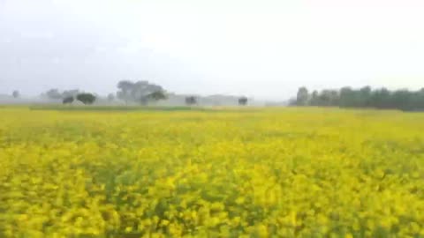 গমের জমিতে এক দিন ঘুরফির/A day trip to the wheat field